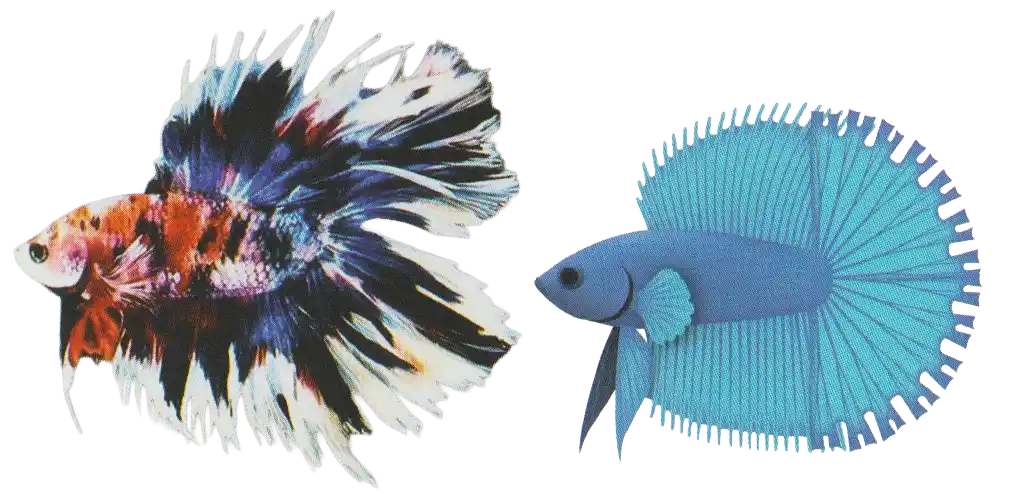 DT Halfsun examples with sun-ray-like serrated fin edges