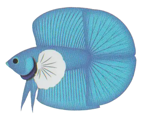 DT Dumbo Long Fin with enlarged white pectoral fins