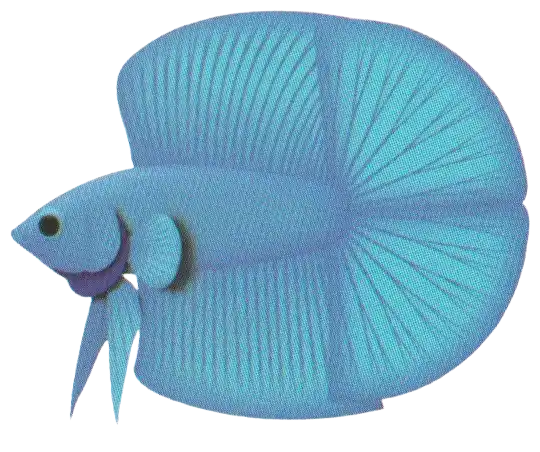 DT Giant Long Fin reference illustration with a divided caudal fin