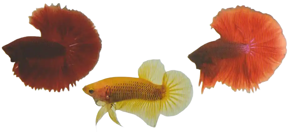 Three bettas in red, yellow, and orange colors