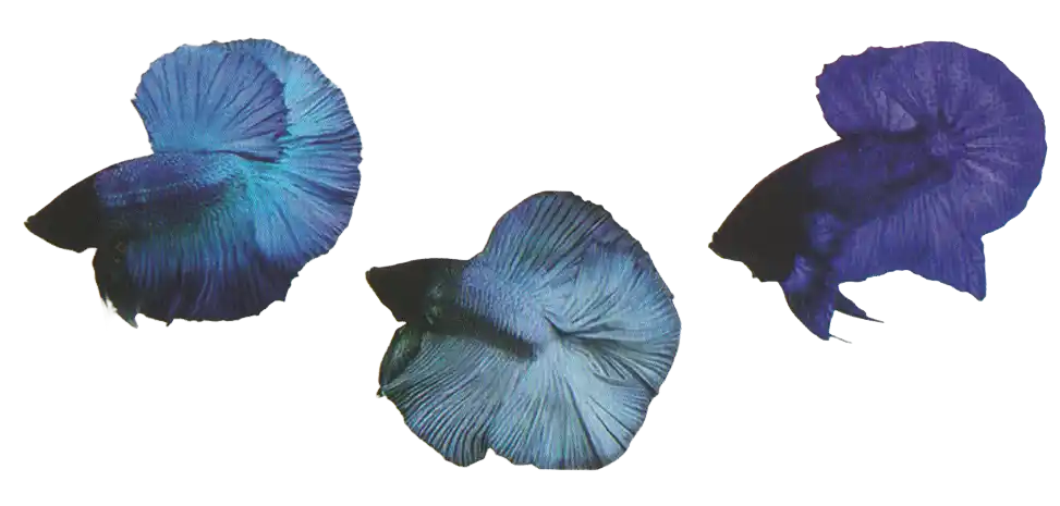 Three blue and green bettas with dark heads