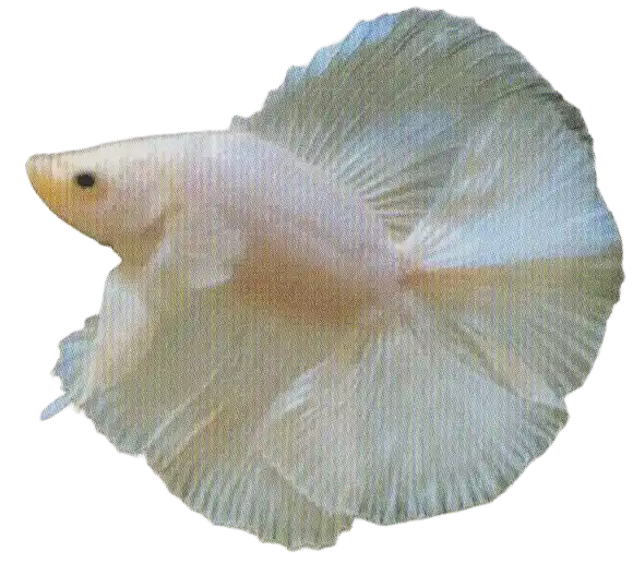 Pale opaque ornamental betta