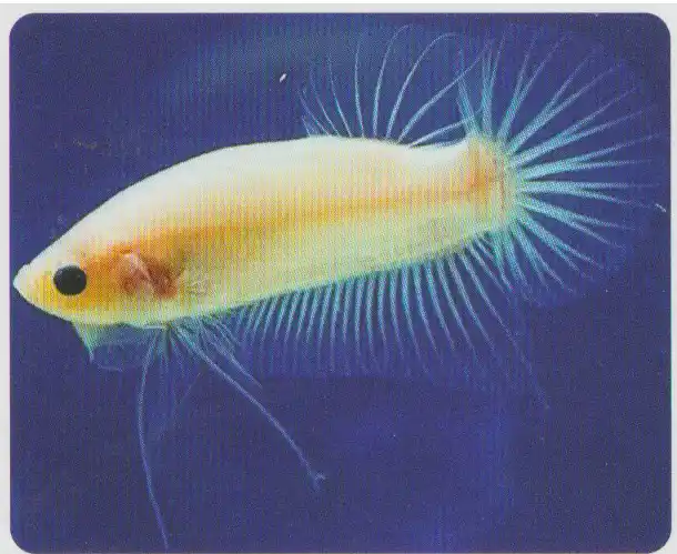 Light-bodied betta with transparent fins