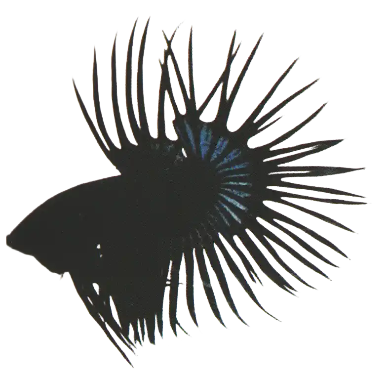 Black betta with blue highlights along the fin rays