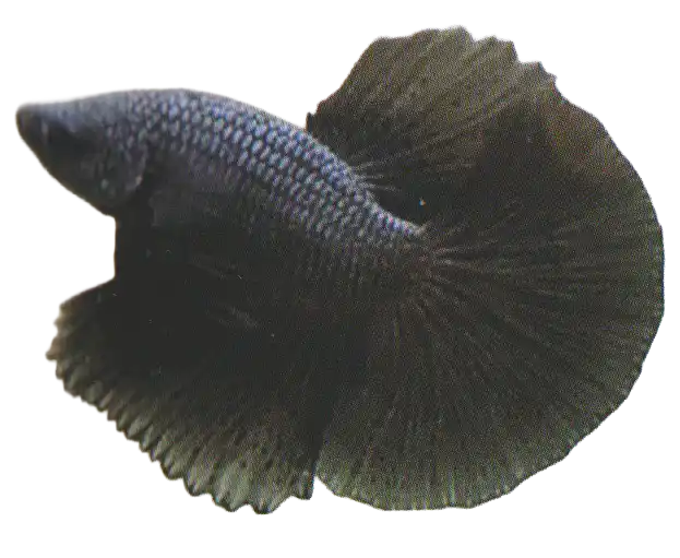 Solid dark ornamental betta