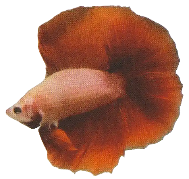 Pale-bodied betta with red fins