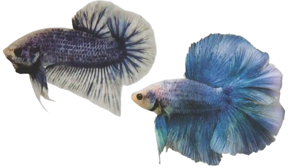 Two blue-and-white patterned ornamental bettas