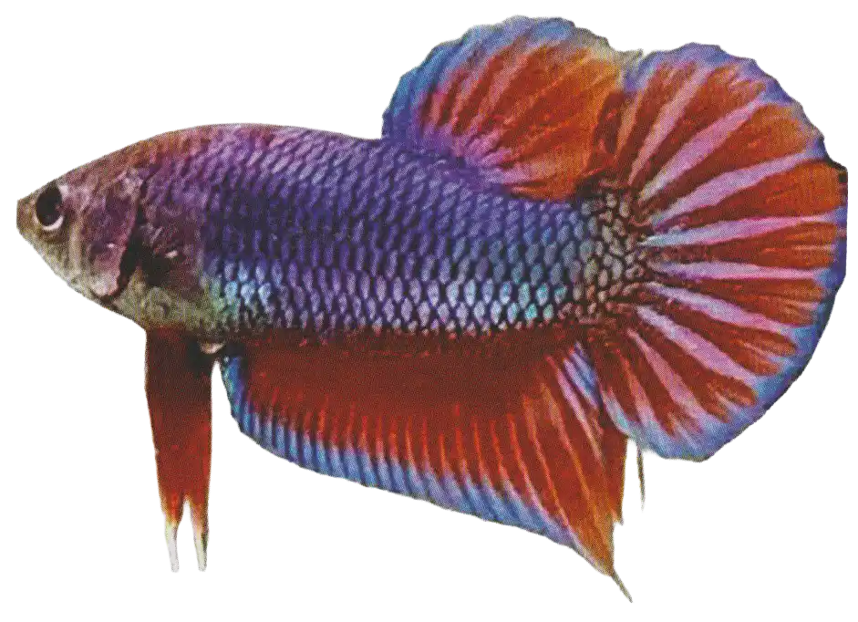 Dark blue betta with red fins