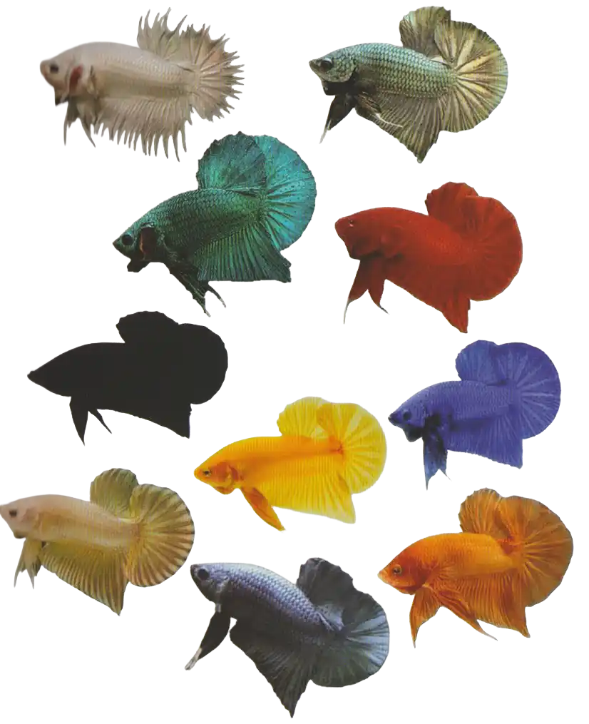 A collection of ornamental bettas in single colors