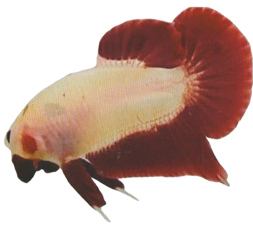 Pale-bodied betta with contrasting red fins