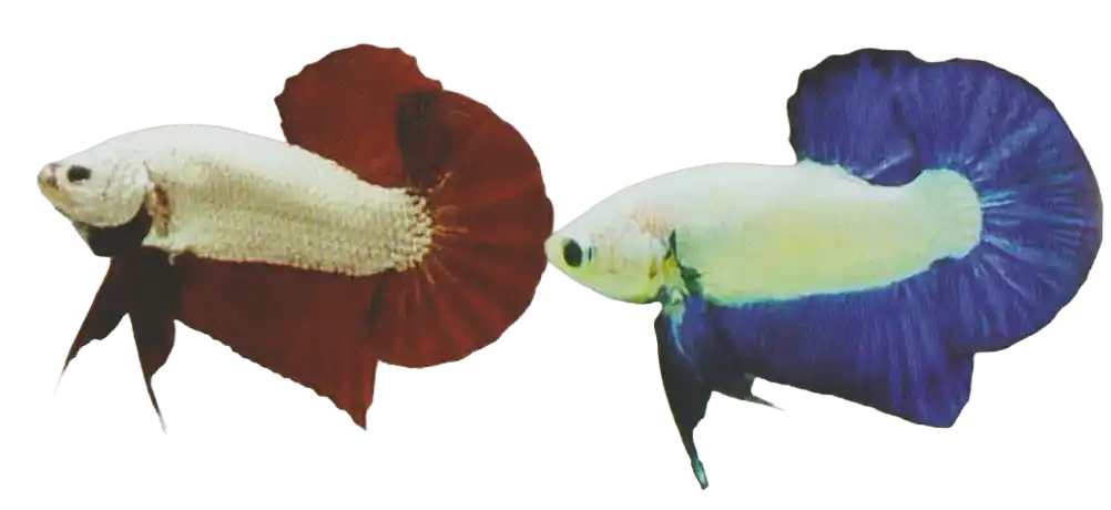 Two light-bodied bettas with contrasting dark red and blue fins