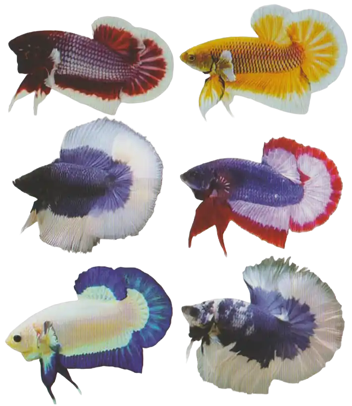 A collection of bettas with contrasting bands around their fins
