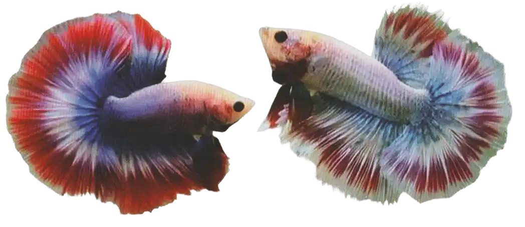 Two bettas with multiple contrasting color bands in their fins