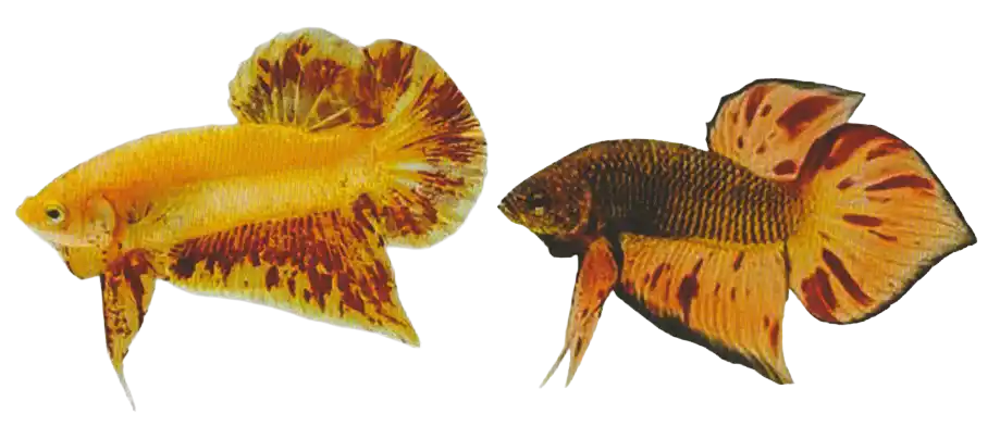 Two bettas with scattered red and dark markings