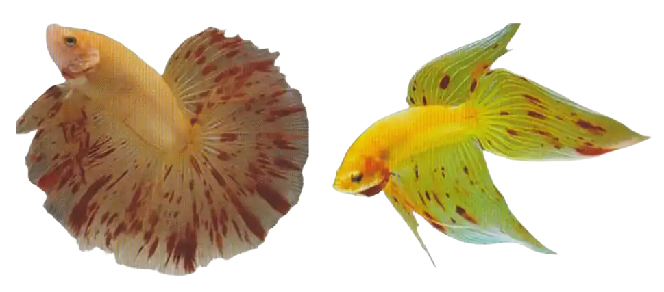 Two pale bettas with scattered colored marks across body and fins