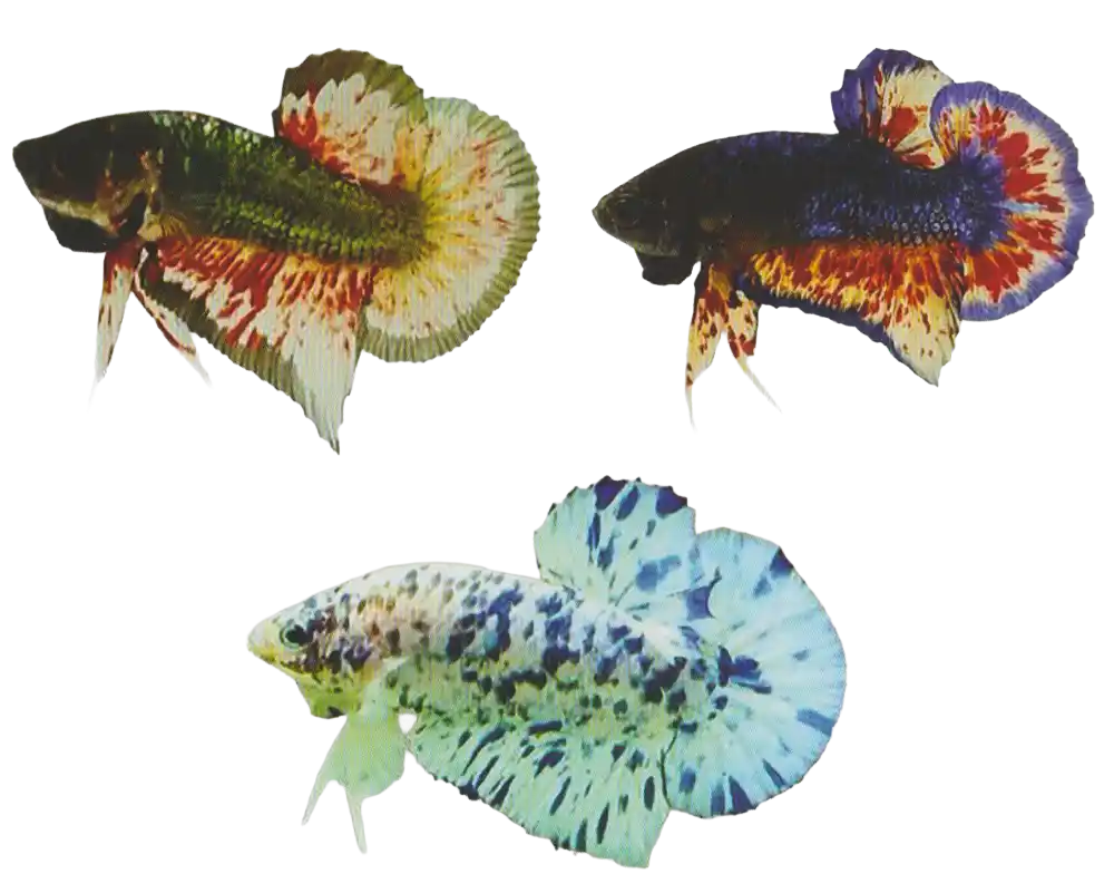 Three bettas with scattered multicolor markings on coated bodies