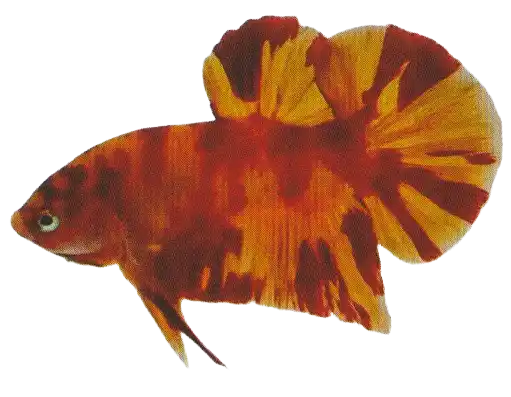 Red and yellow betta with two-tone markings