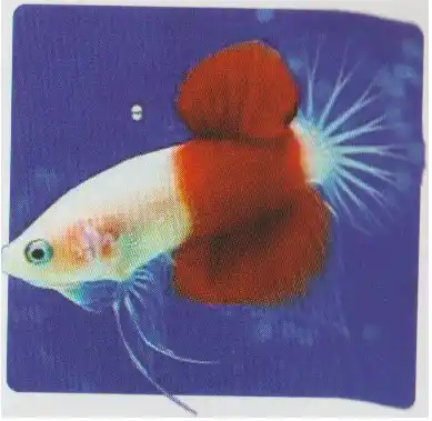 Pale-bodied betta with a broad red band across its body