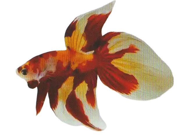 Betta with red, yellow, and pale multicolor markings