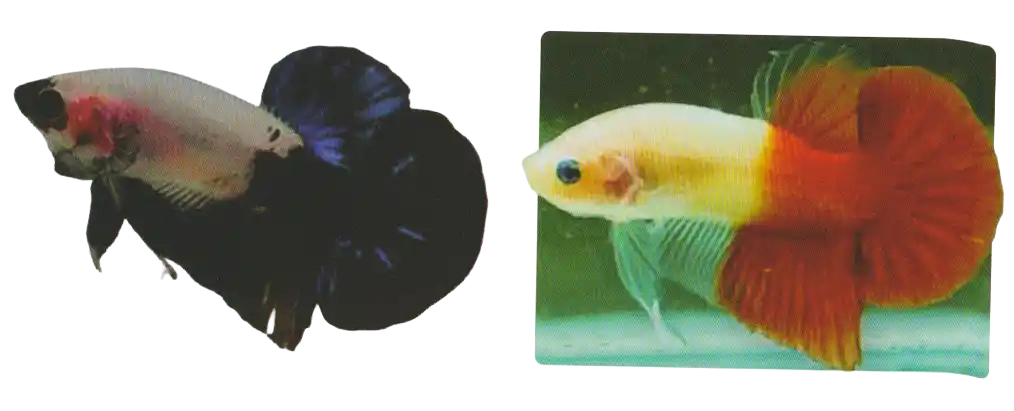 Two bettas with prominent contrasting colors near the caudal area
