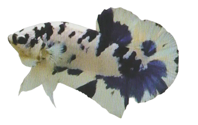Pale betta with dark two-tone marble markings