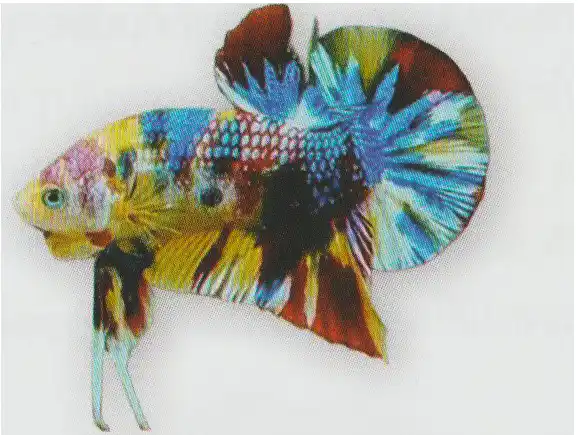 Betta with multiple bright colors and coated scales