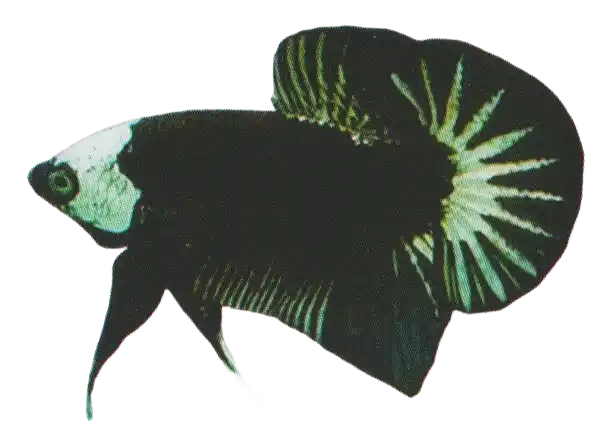 Dark betta with a prominent pale marking on its head