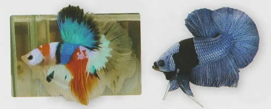 Two bettas with contrasting color bands across their bodies