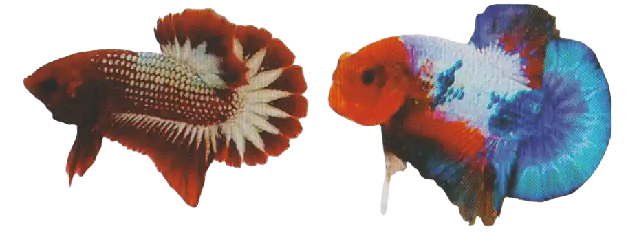 Two bettas with prominent contrasting colors near their caudal fins