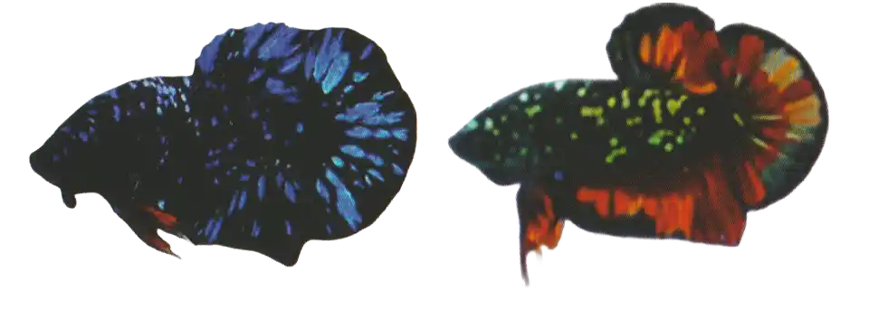 Two dark bettas with scattered bright spots