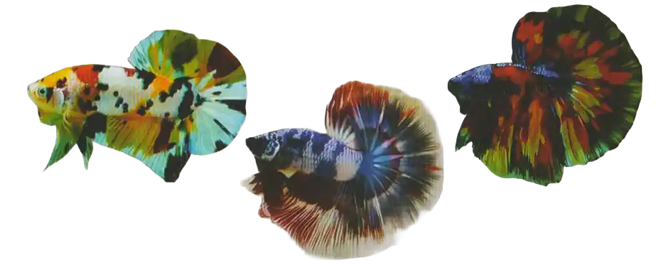 Three bettas displaying other mixed color patterns