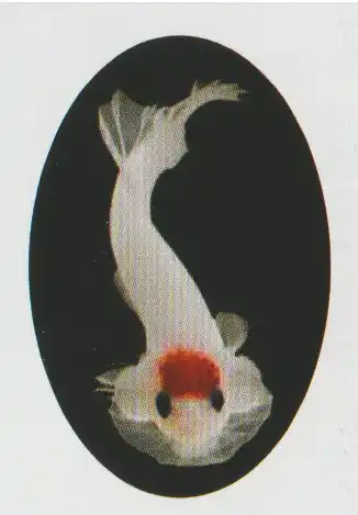 Top view of a pale betta with a red marking on its head