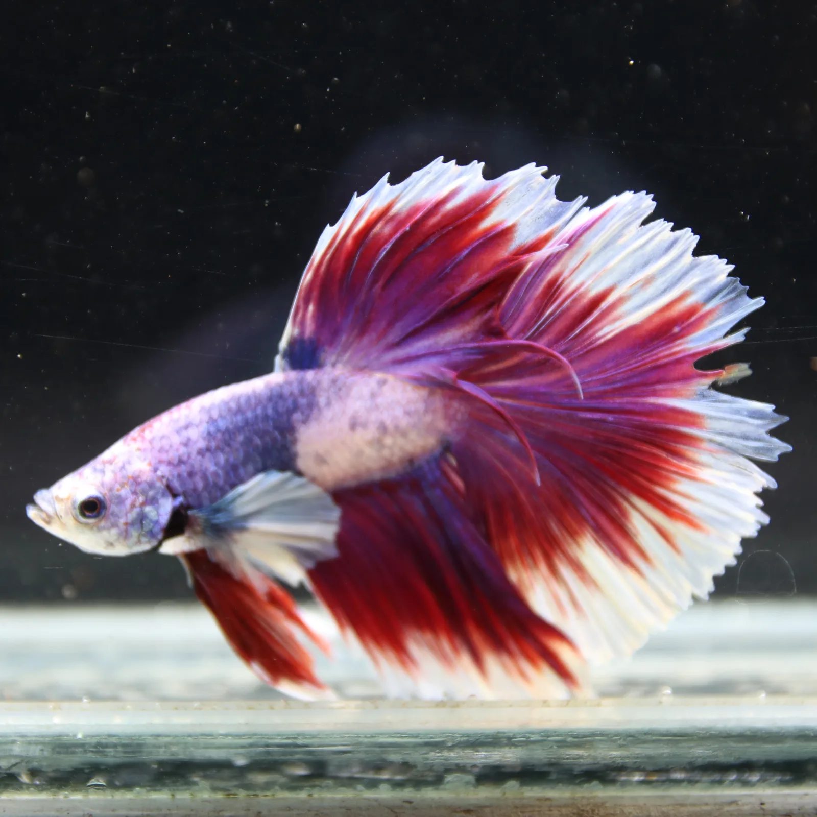 Pink Lavender Rosetail Halfmoon Betta Fish – Red White Male media 3