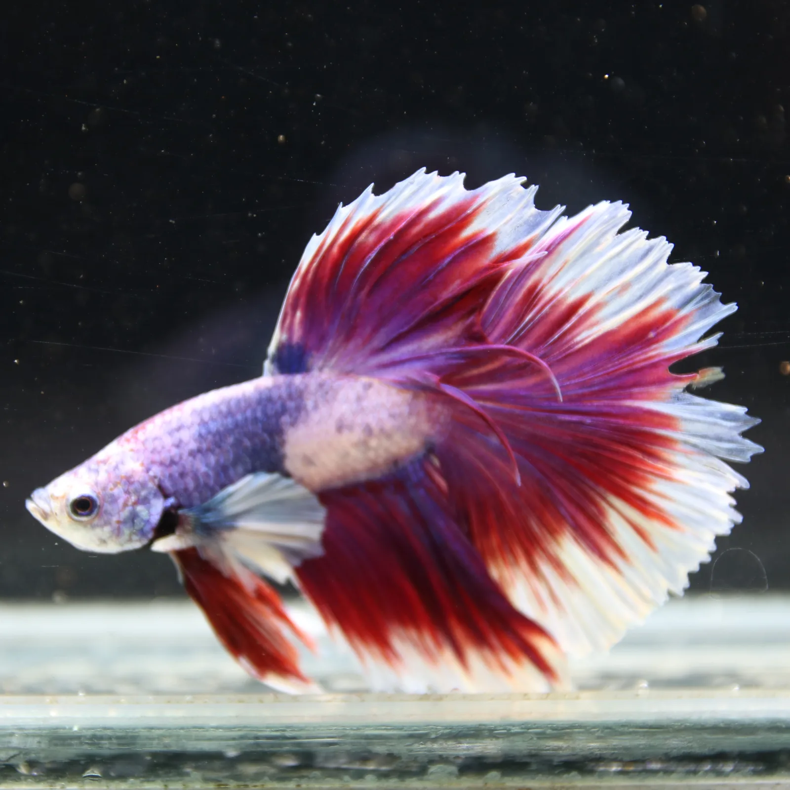 Pink Lavender Rosetail Halfmoon Betta Fish – Red White Male media 5