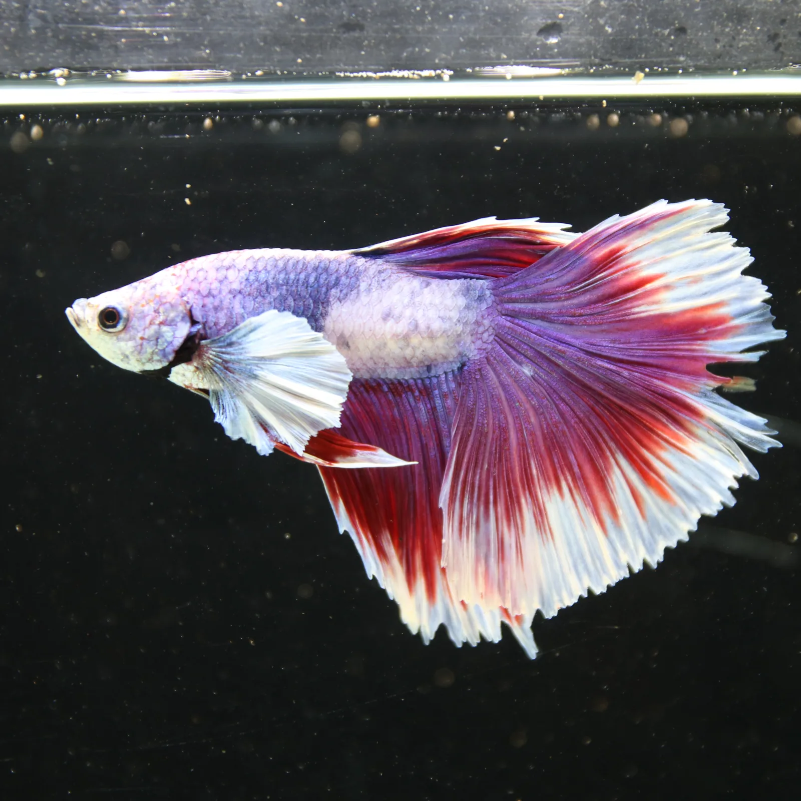 Pink Lavender Rosetail Halfmoon Betta Fish – Red White Male media 9