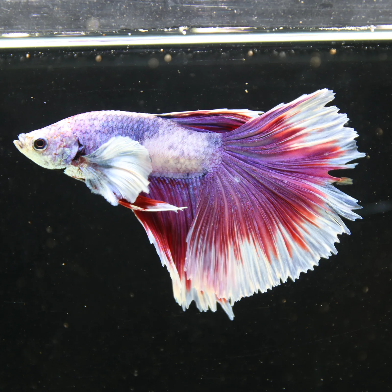 Pink Lavender Rosetail Halfmoon Betta Fish – Red White Male media 13