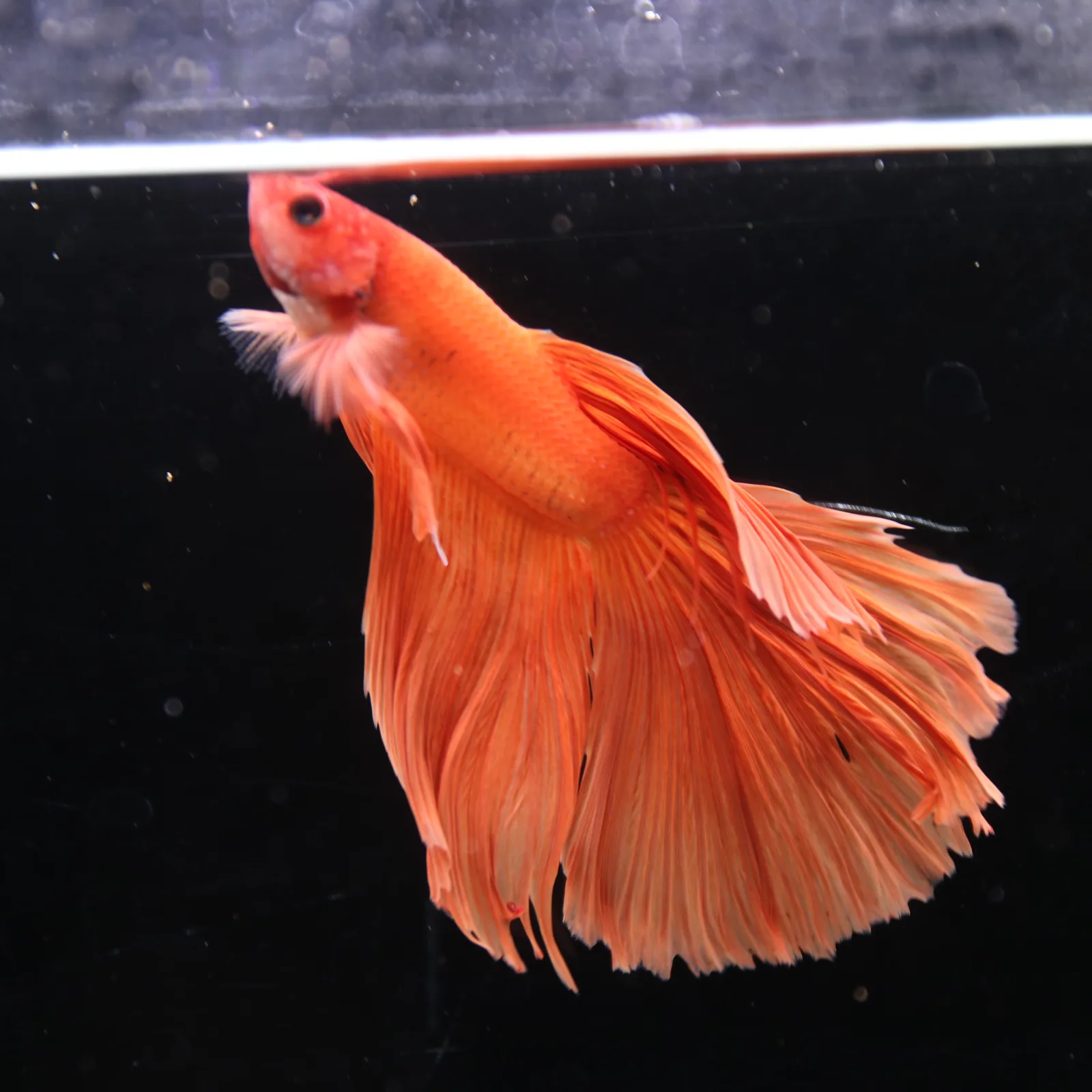 Tangerine Orange Halfmoon Betta Fish –  Male media 8