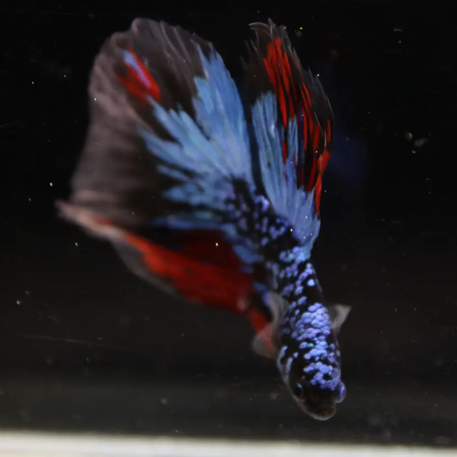 Dot Star Galaxy Halfmoon Betta Fish – Blue Red Black Male