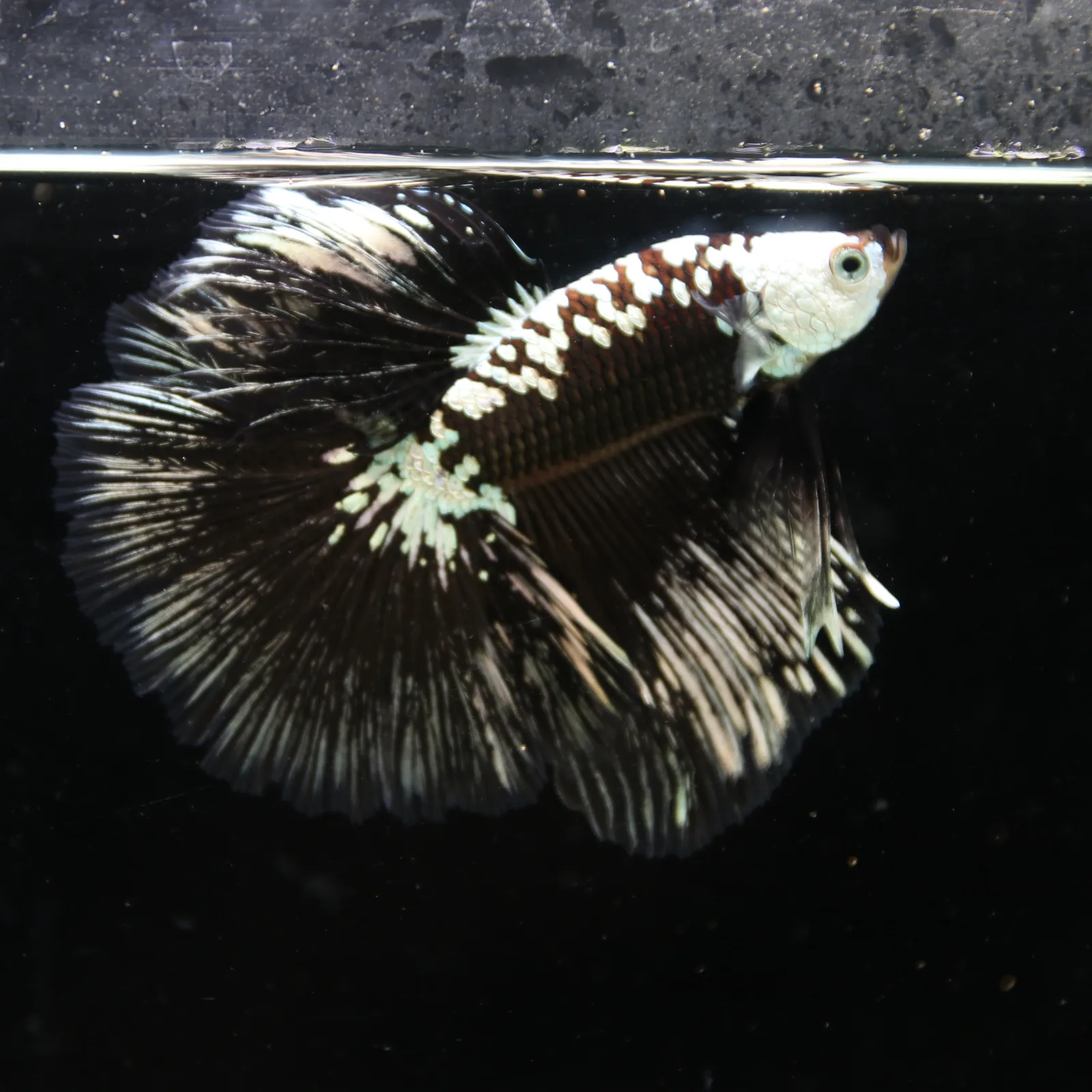 Black Samurai Halfmoon Betta Fish – Platinum Armor Male media 4