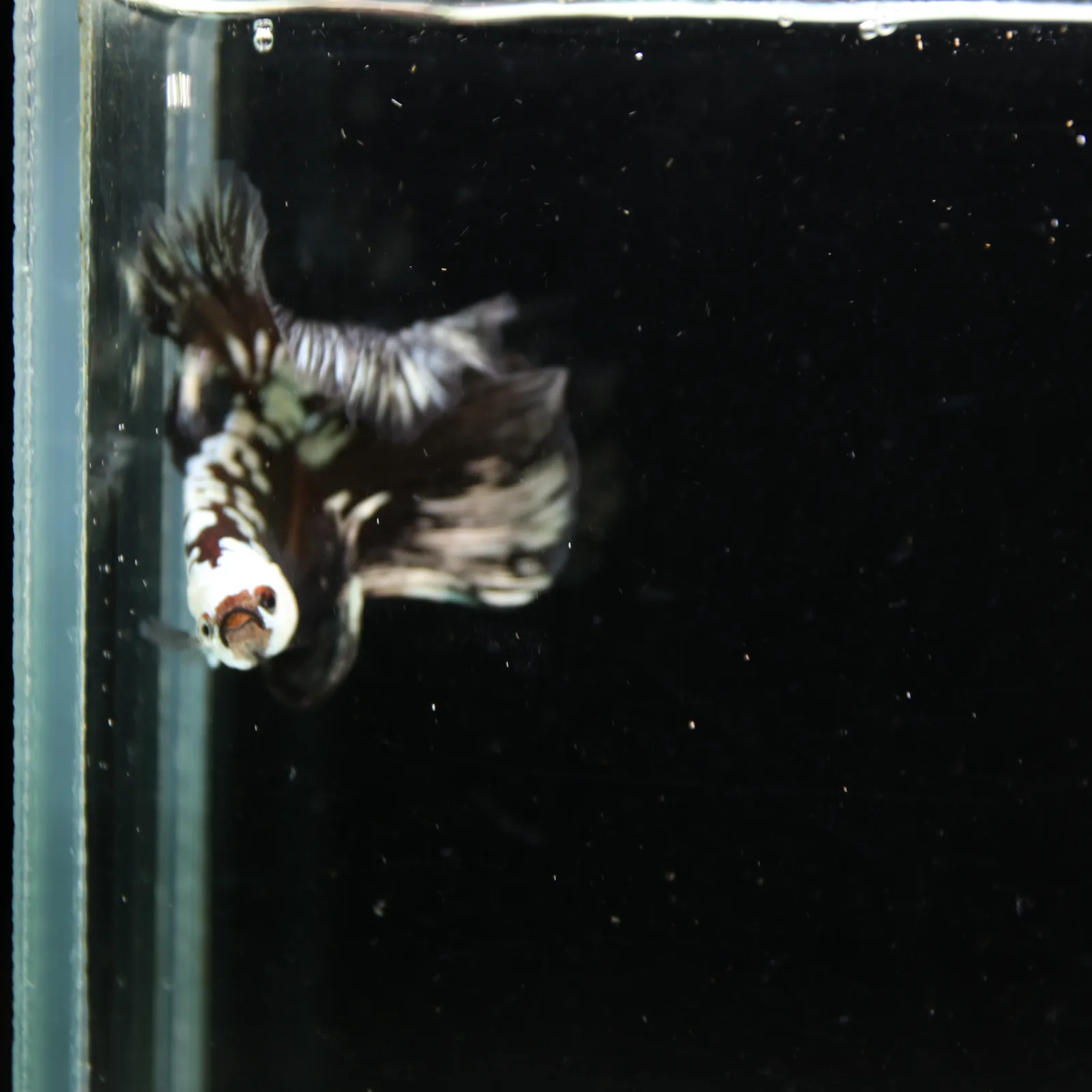 Black Samurai Halfmoon Betta Fish – Platinum Armor Male media 9
