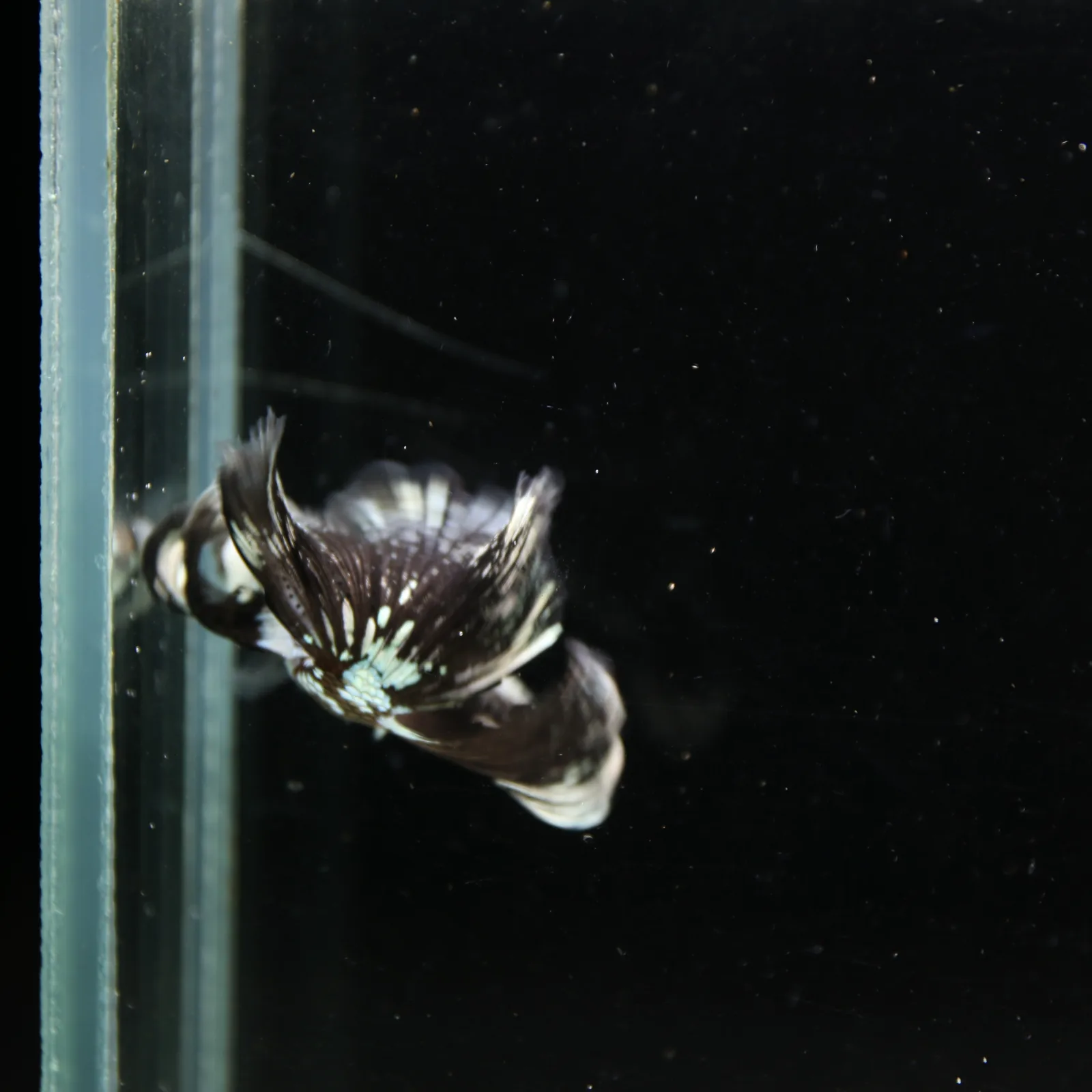 Black Samurai Halfmoon Betta Fish – Platinum Armor Male media 10
