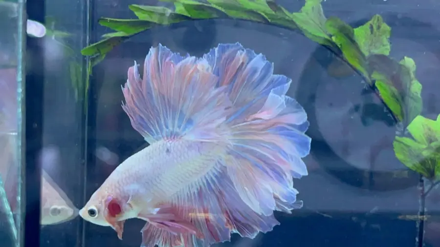 1 Pair Live Betta Fish Male High Grade Rosetail Halfmoon Pastel Pink Purple HM