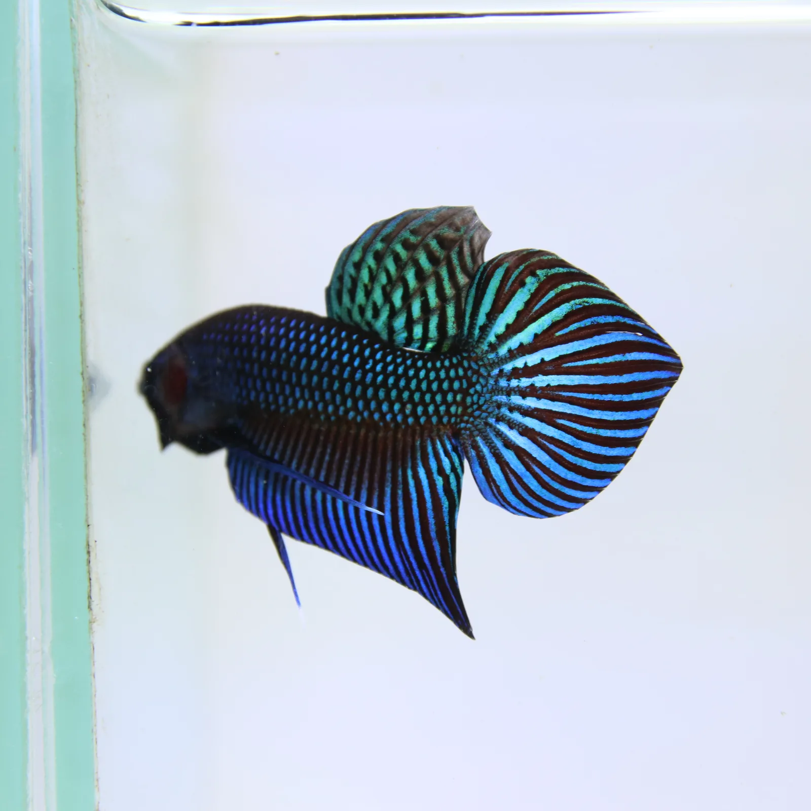 Wild Betta Mahachaiensis – Mahachai Emerald Green Male | Rare Thailand Native Betta media 4