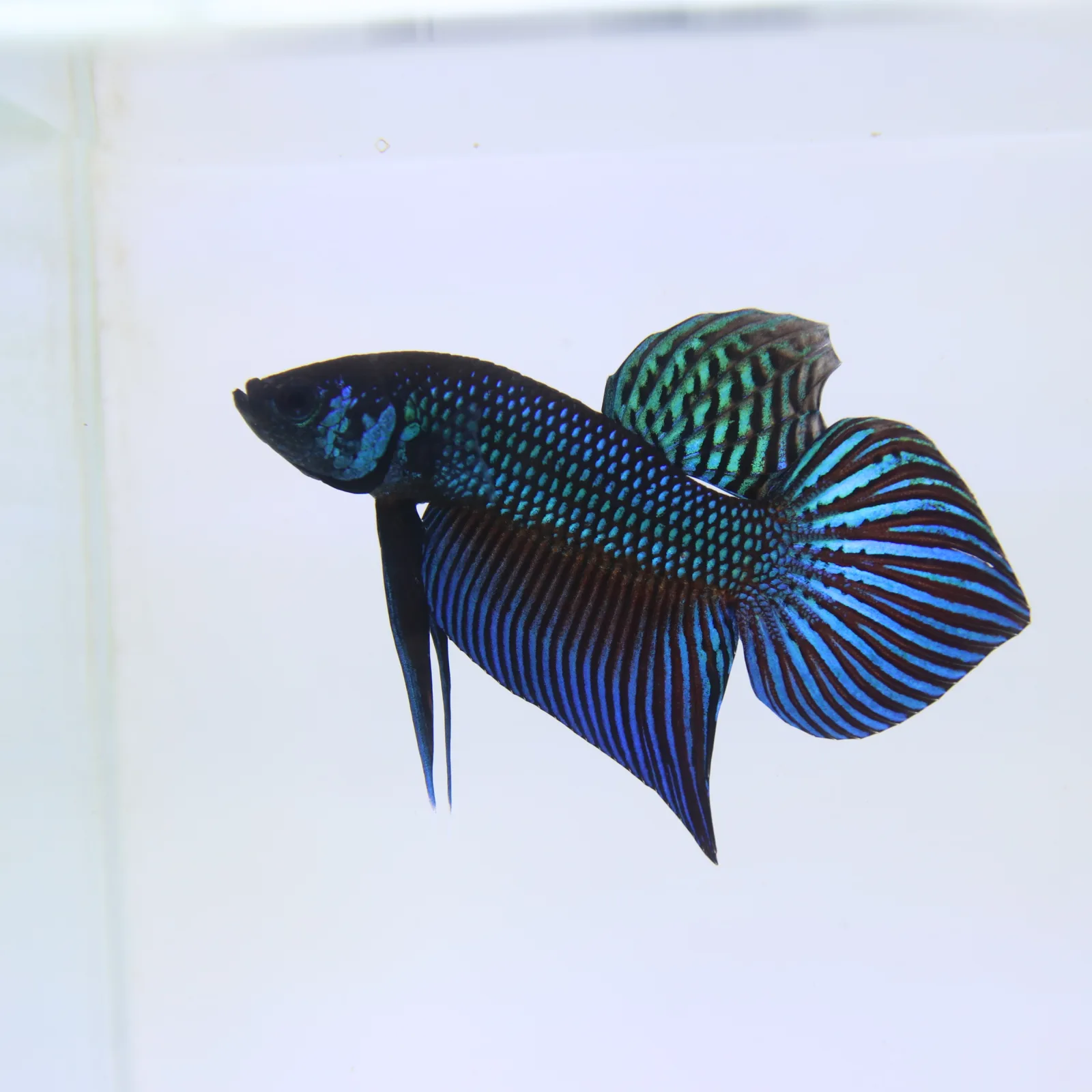 Wild Betta Mahachaiensis – Mahachai Emerald Green Male | Rare Thailand Native Betta media 5