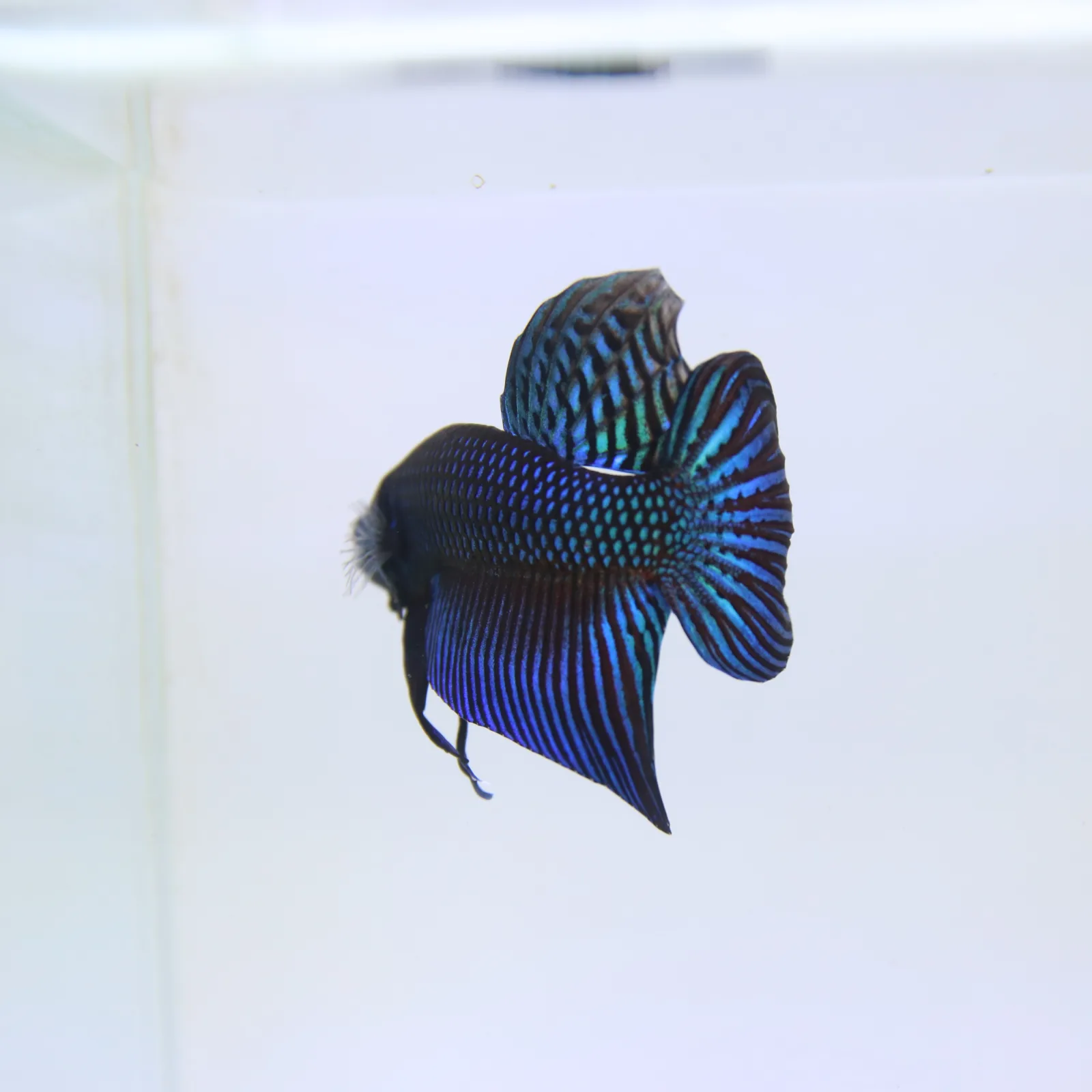 Wild Betta Mahachaiensis – Mahachai Emerald Green Male | Rare Thailand Native Betta media 7