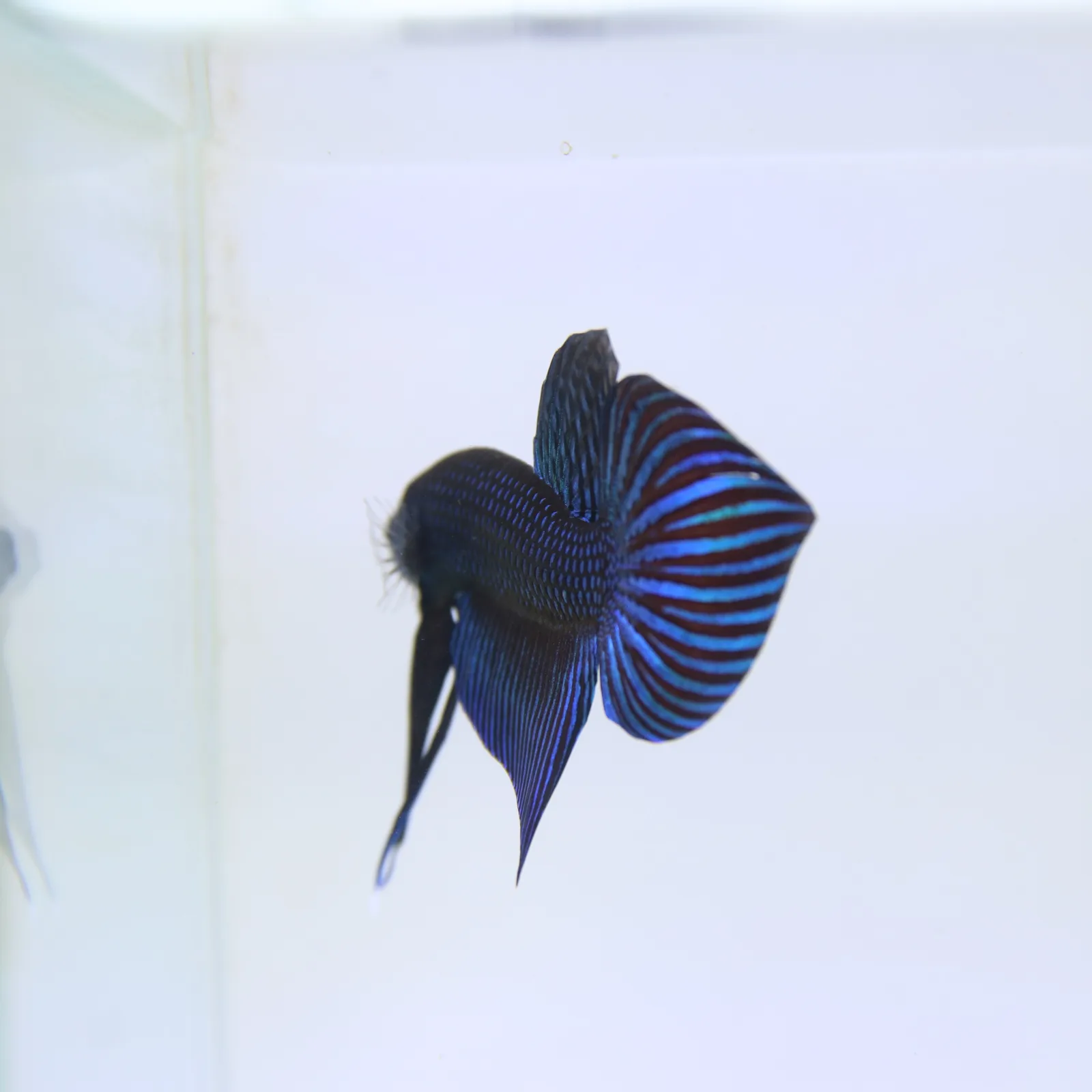Wild Betta Mahachaiensis – Mahachai Emerald Green Male | Rare Thailand Native Betta media 8