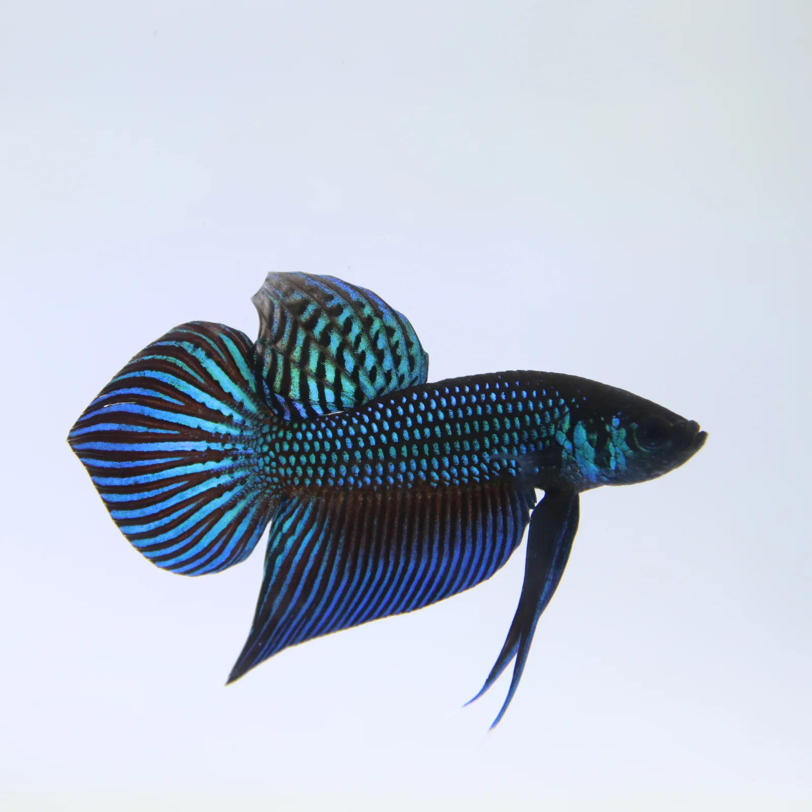 Wild Betta Mahachaiensis – Mahachai Emerald Green Male | Rare Thailand Native Betta media 11