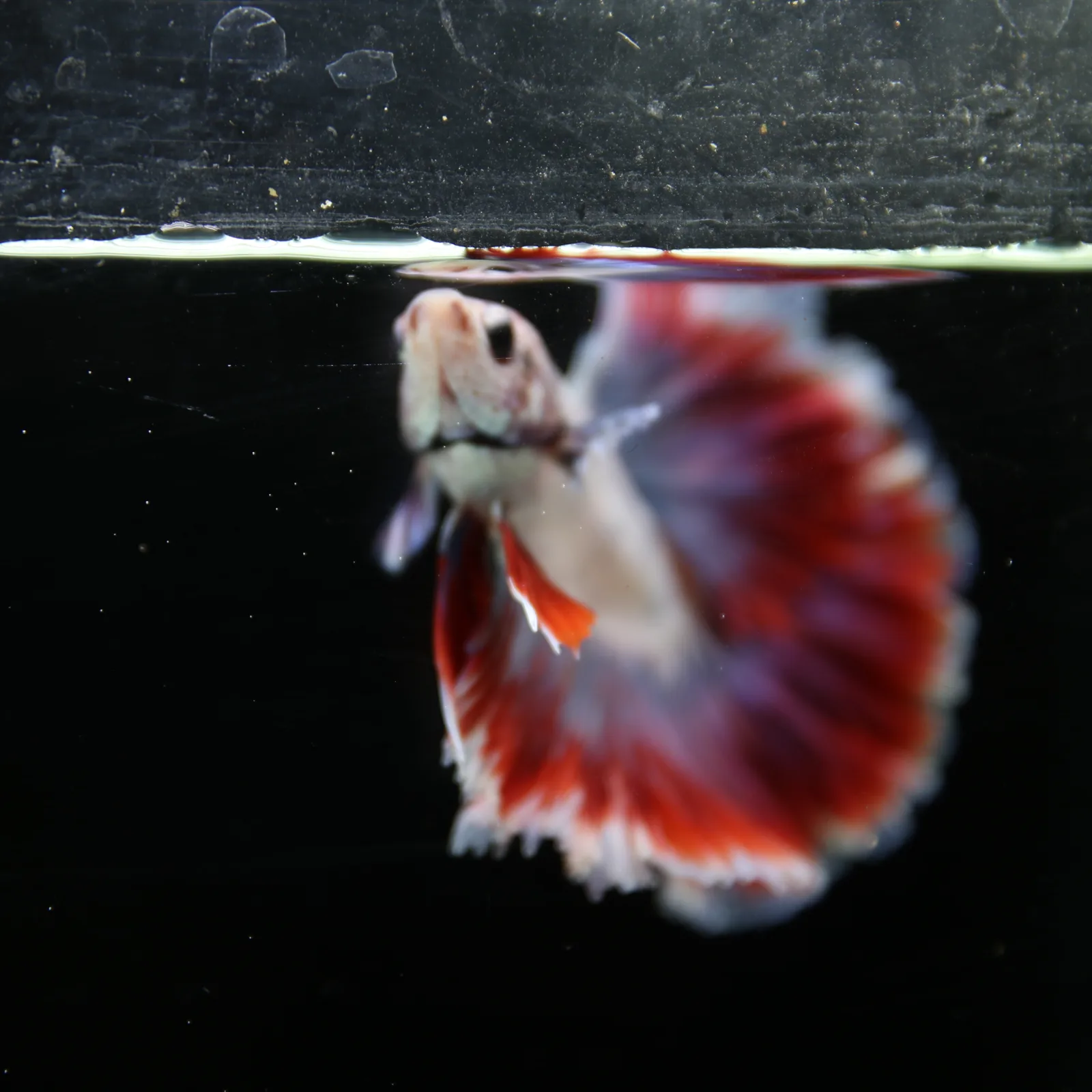 Pearl Crimson Rose Tail Halfmoon Betta Male – Red Blue White Show Grade Live Fish media 2