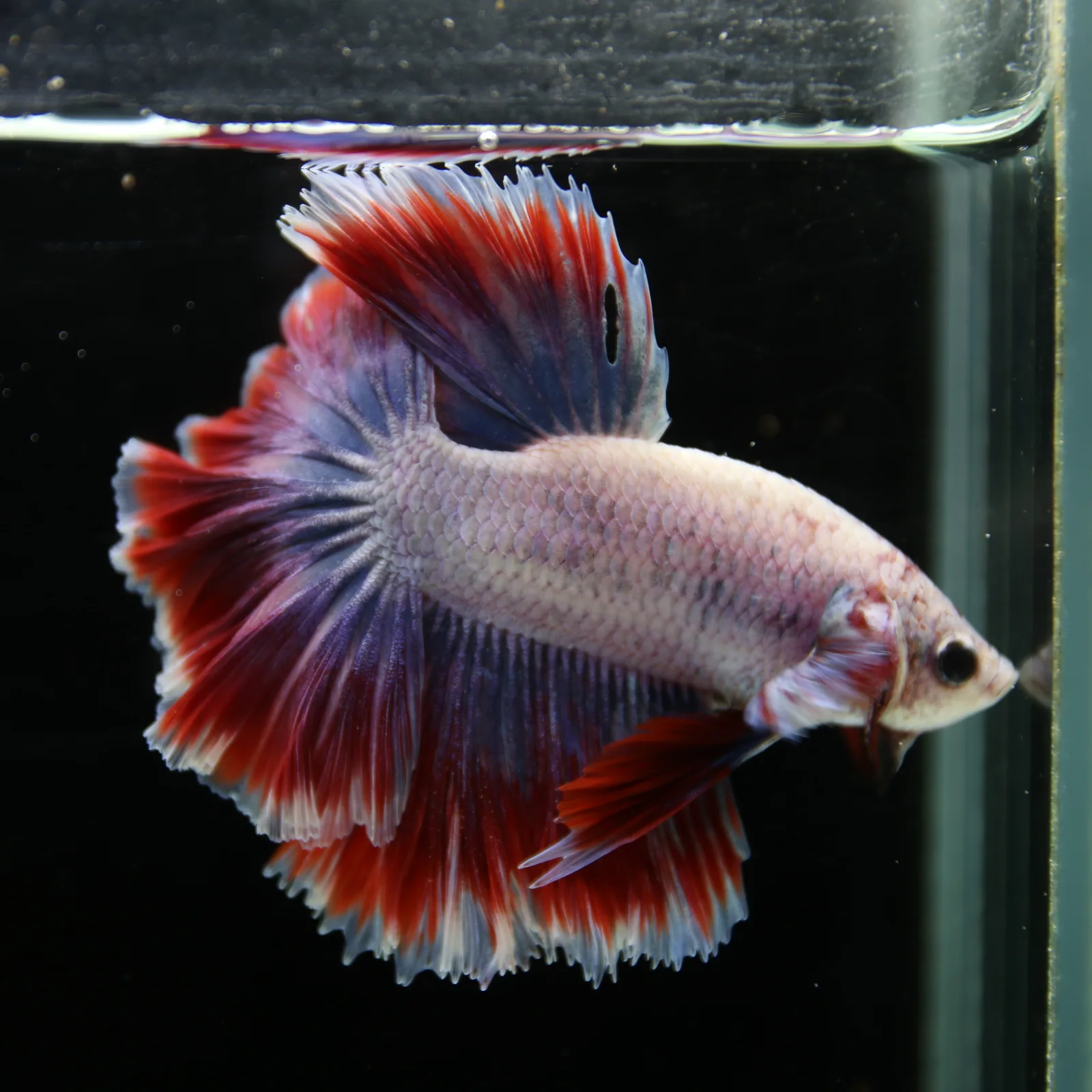 Pearl Crimson Rose Tail Halfmoon Betta Male – Red Blue White Show Grade Live Fish media 8