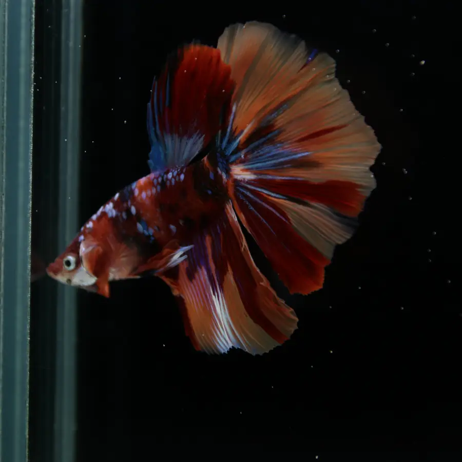 Male Halfmoon Multicolor Betta Fish – Red, Orange & Metallic Blue Marble
